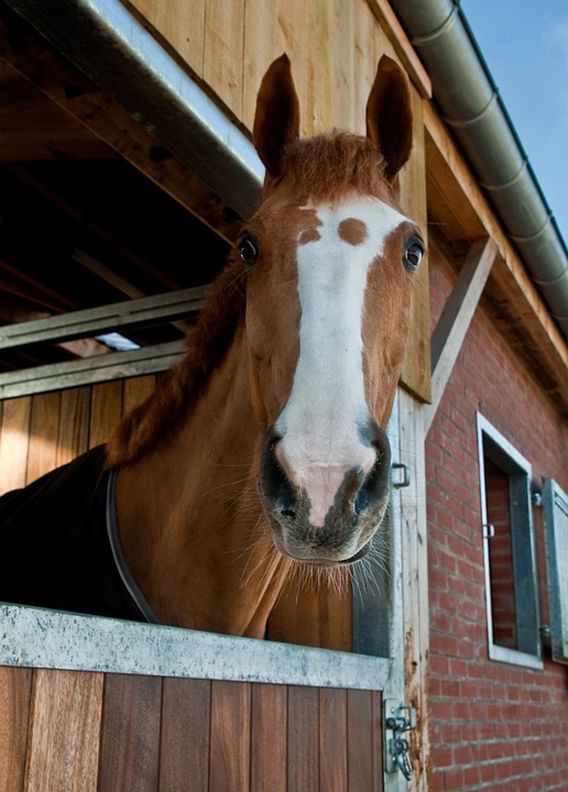 horse yard matting